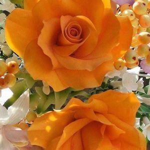 Meet your Posher, Sandra